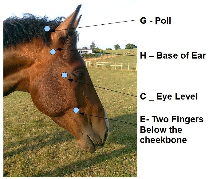 Horse Bridle Measurement Marks