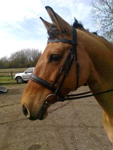 Raised and padded snaffle horse bridle